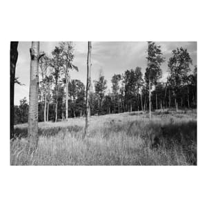 Sparsely Wooded Meadow