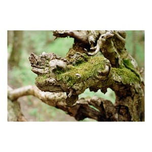 Moss and Bark