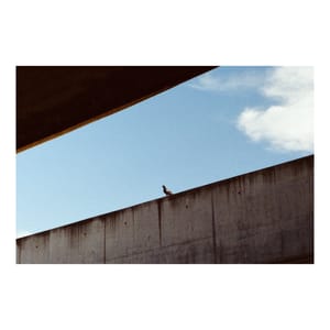 A Brutalist Pigeon