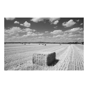 Field of What Used To Be