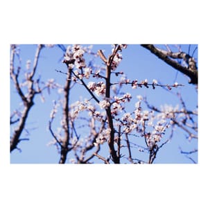 Blossom and Bokeh