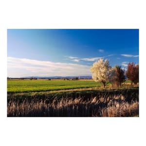 Vibrant Fields
