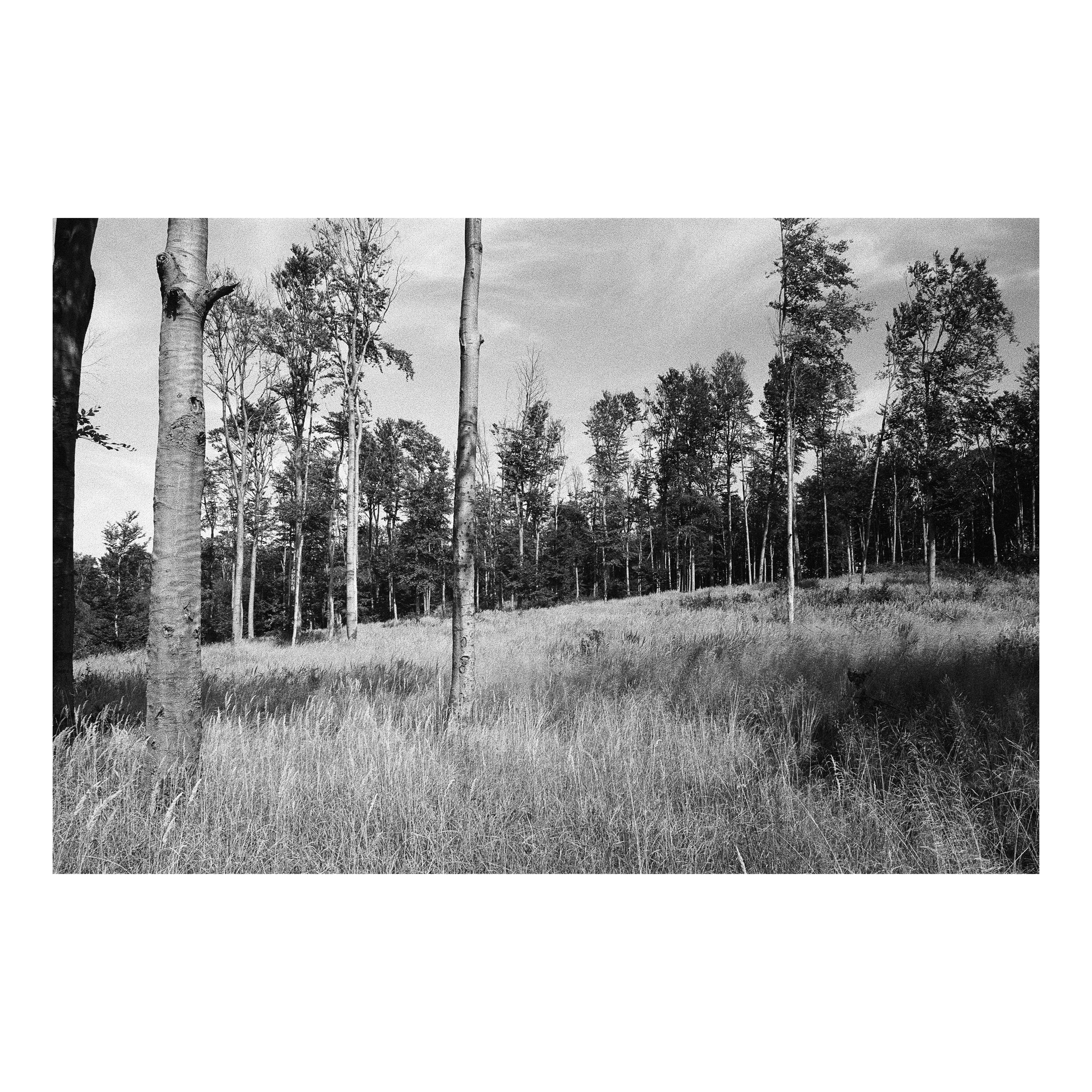 Sparsely Wooded Meadow