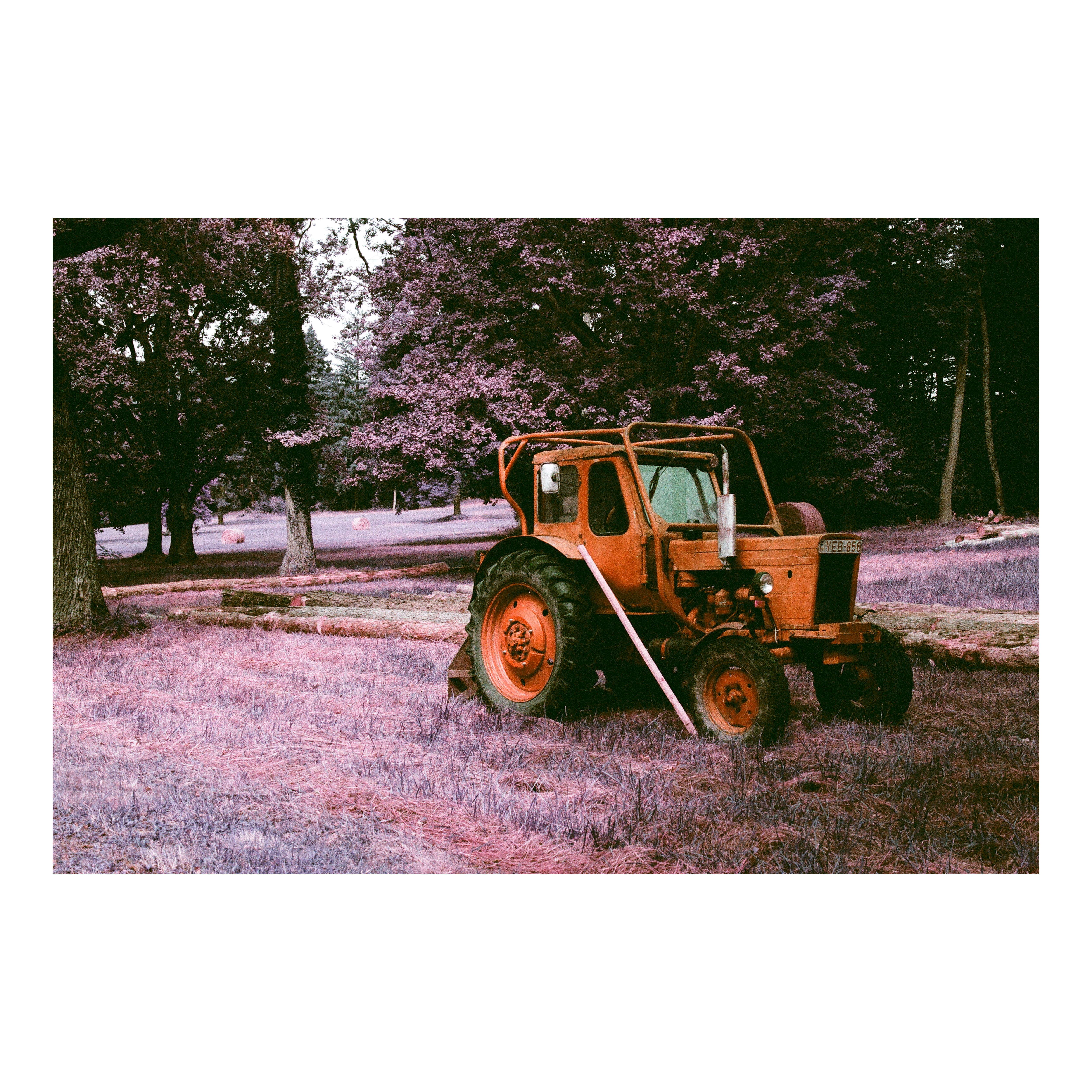 Red Tractor Amidst Purple Field