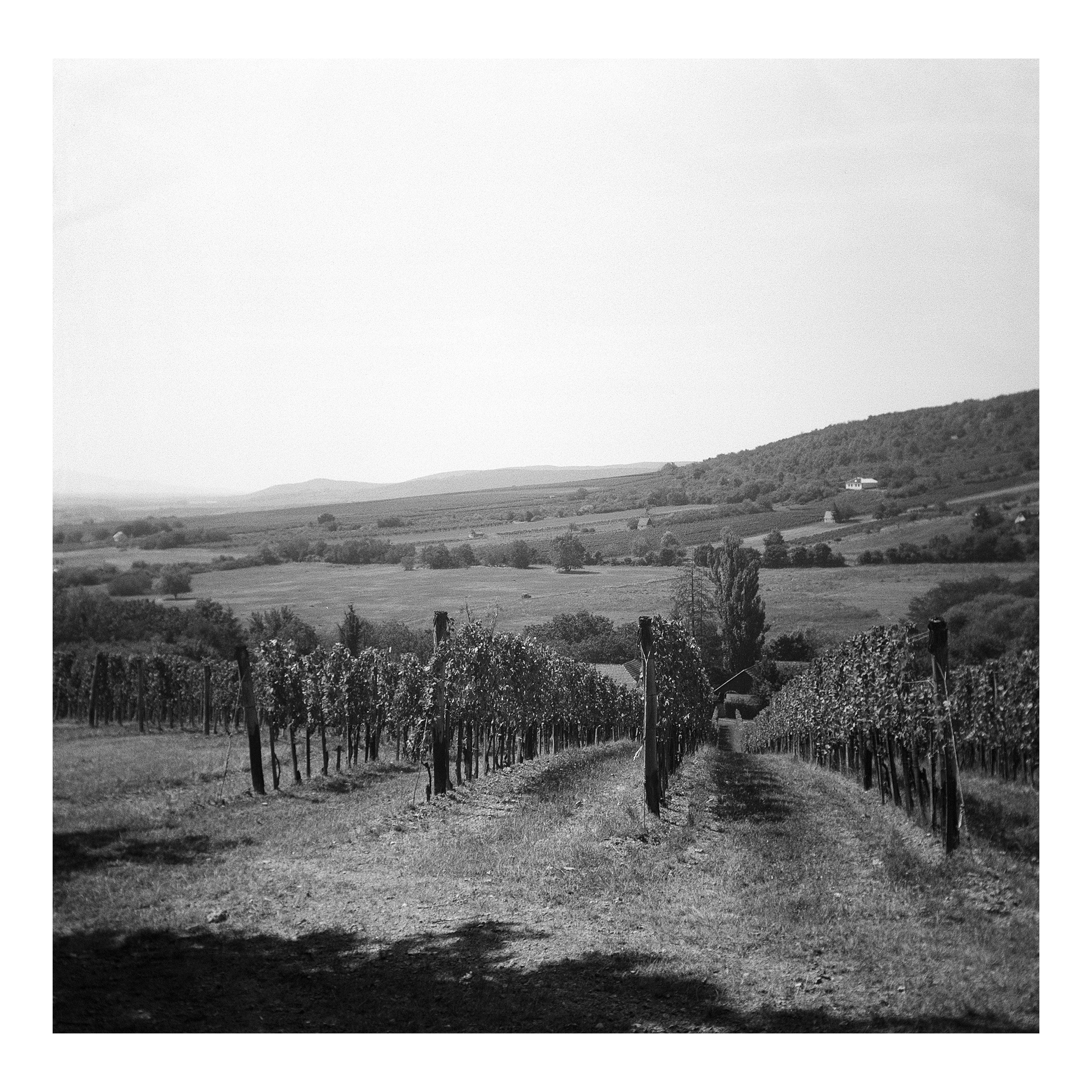 Vineyard in the Valley